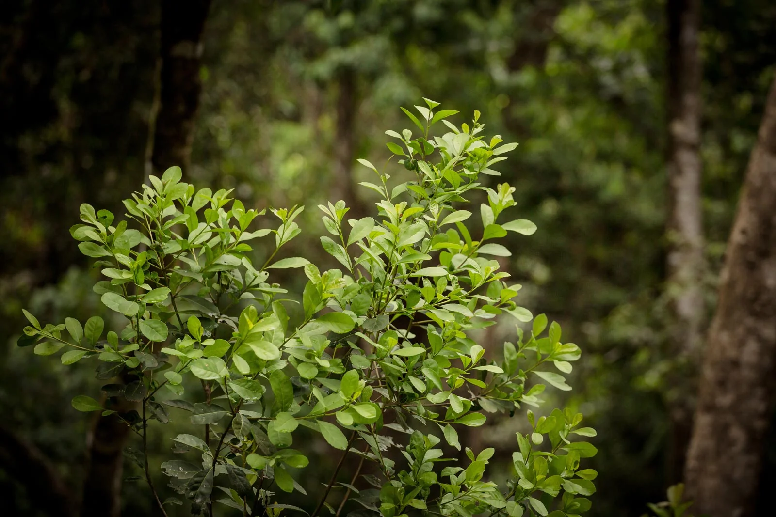 Green yerba mate plant leaves